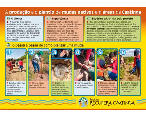 Produção e plantio de mudas nativas em áreas da Caatinga